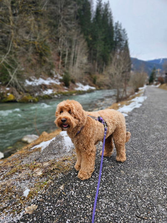 Wat zijn natuurlijke en veilige alternatieven voor chemische middelen om mijn Labradoodle te beschermen tegen vlooien, teken en wormen?