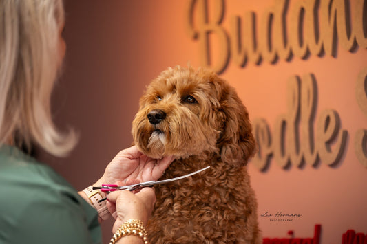 Online Trainingen over de vachtverzorging en het trimmen van je eigen labradoodle