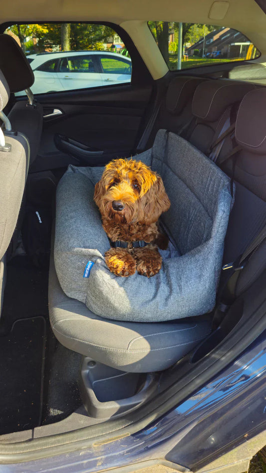 Veilig Autorijden met je Labradoodle