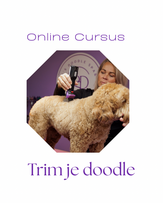 Online cursus Labradoodle trimmen