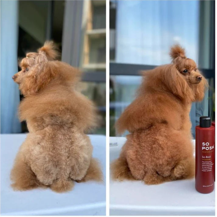 So Posh Red Color Shampoo