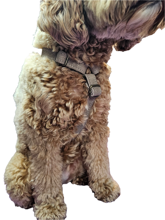 Leren set Y-tuig inclusief leren lijn