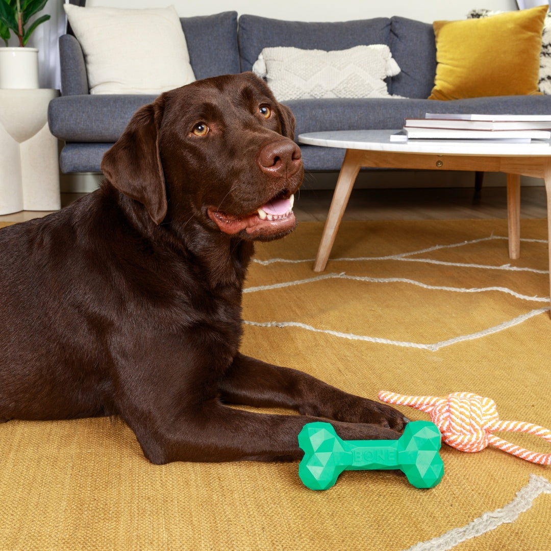 Busy Buddy Bone Toy