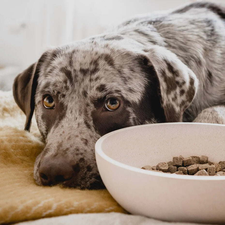 BAMBOE Voer- en waterbak voor Honden