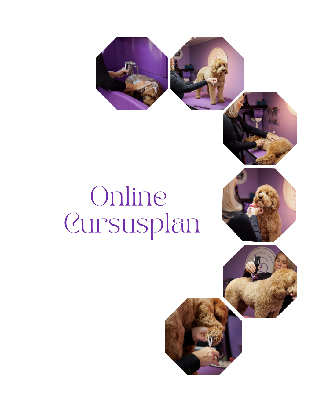 Pink Heiniger Komplettpaket inklusive Online-Kursplan