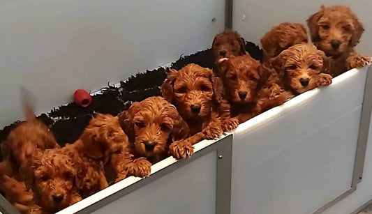Nestje doodle puppy's 