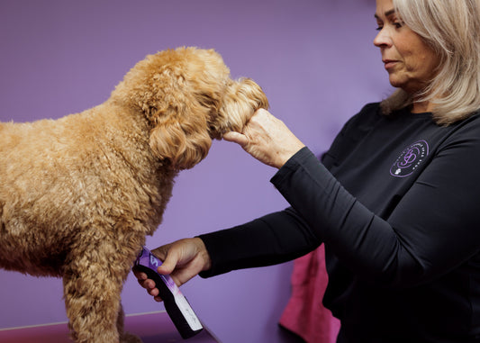 Wanneer ga je voor het eerst met je Labradoodle naar de trimsalon?