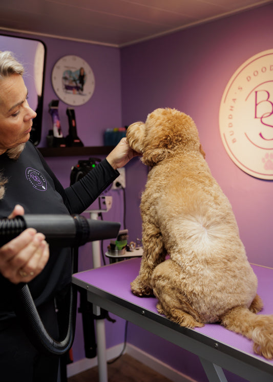 Hoe vaak moet je een Labradoodle wassen? Compleet wasadvies voor een gezonde vacht.