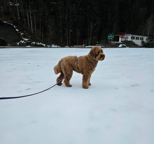 Op vakantie met je Labradoodle