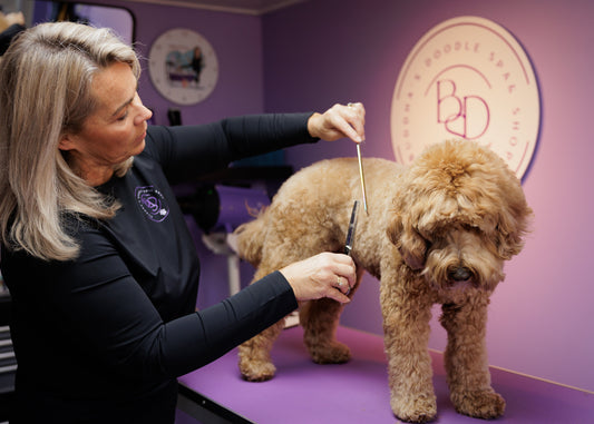 Effileerschaar bij je hond gebruiken: stappenplan + compleet kiesadvies