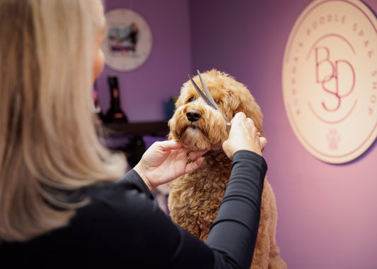 Hoe moet je een Labradoodle knippen? – Veelgestelde vragen beantwoord