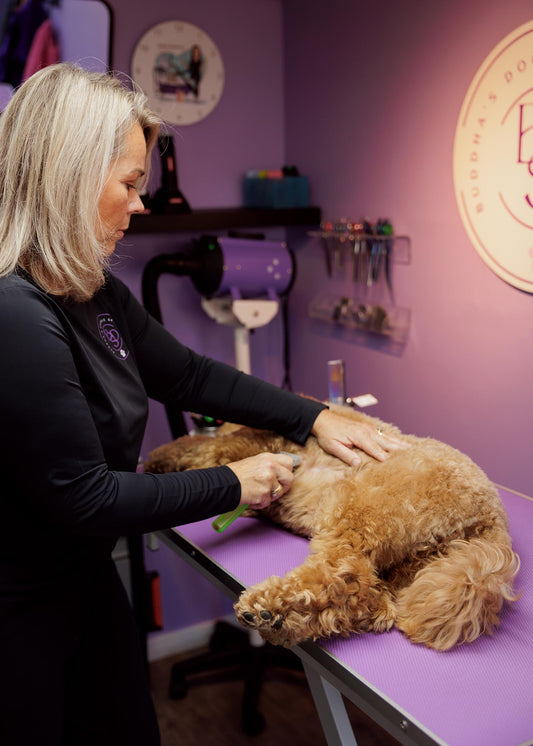Vacht controleren bij een labradoodle