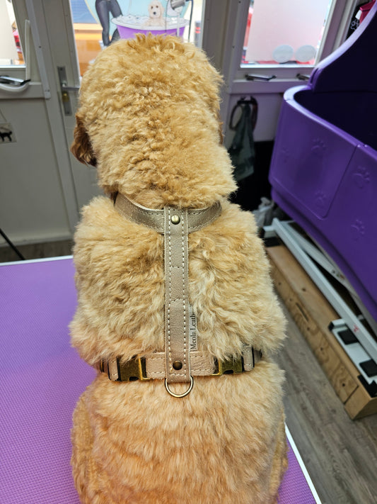 Y-tuig vs. Borsttuig & Halsband voor Labradoodles