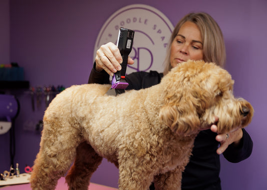 De kunst van het trimmen – zo trim je jouw Labradoodle