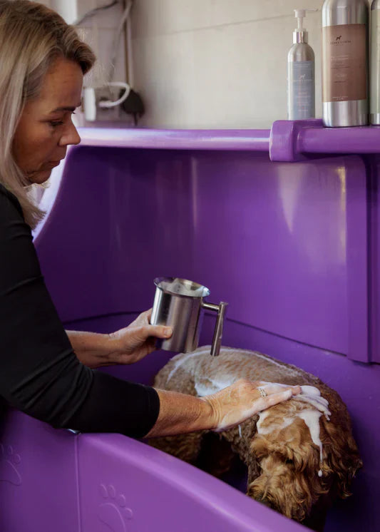 Hoe vaak moet je een Labradoodle wassen? Compleet wasadvies voor een gezonde vacht.