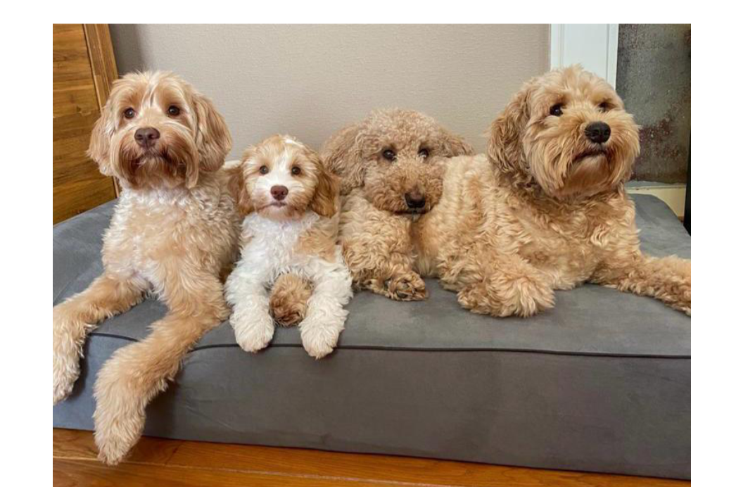 Bully Beds