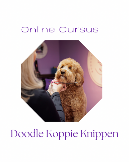 Kop labradoodle knippen cursus