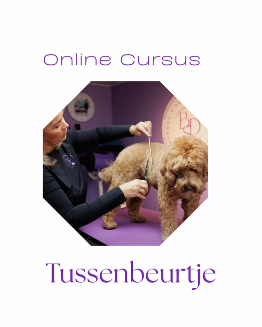 Online Cursus Tussenbeurtje