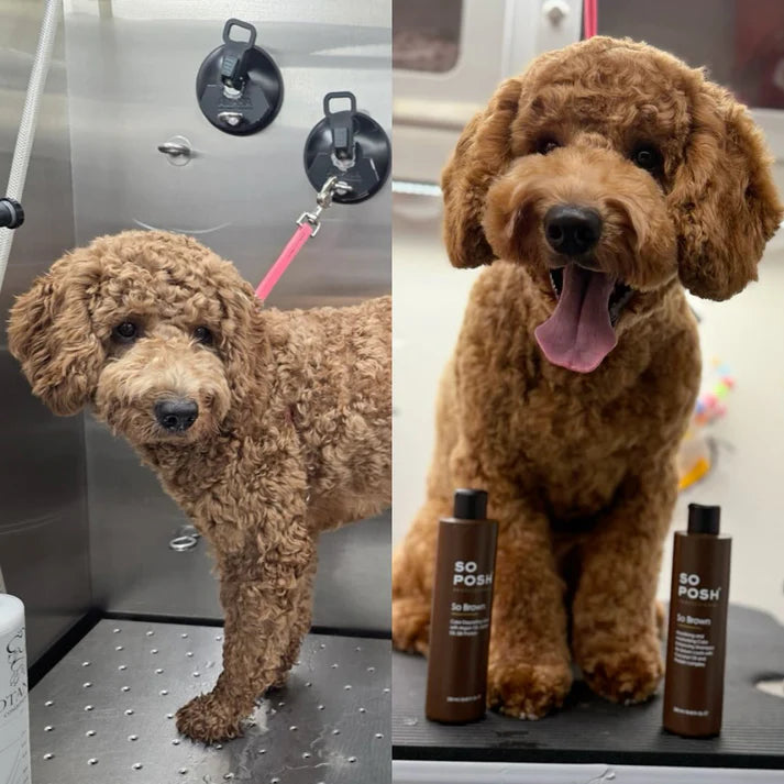 So Posh Brown Color Shampoo,